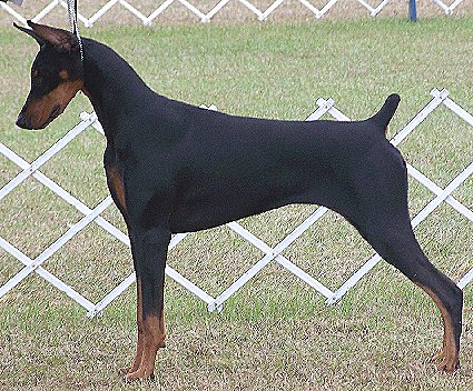 doberman 10 months